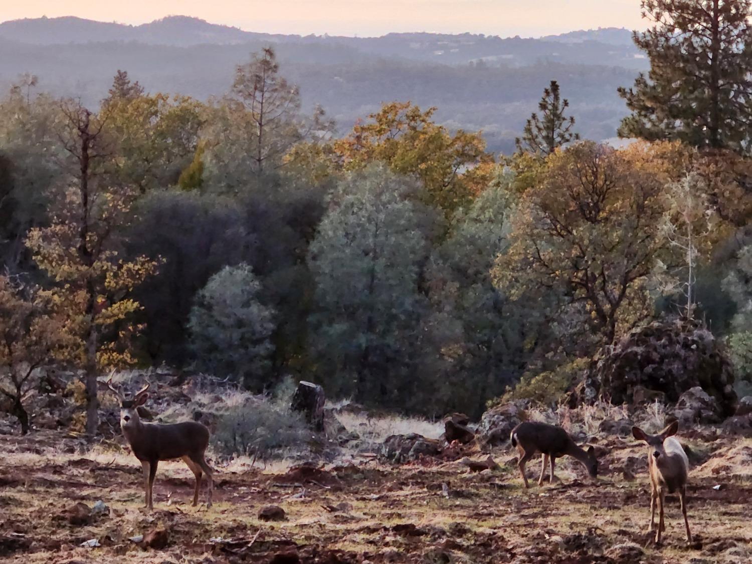 Rodeo Flat Road, Auburn, California image 16