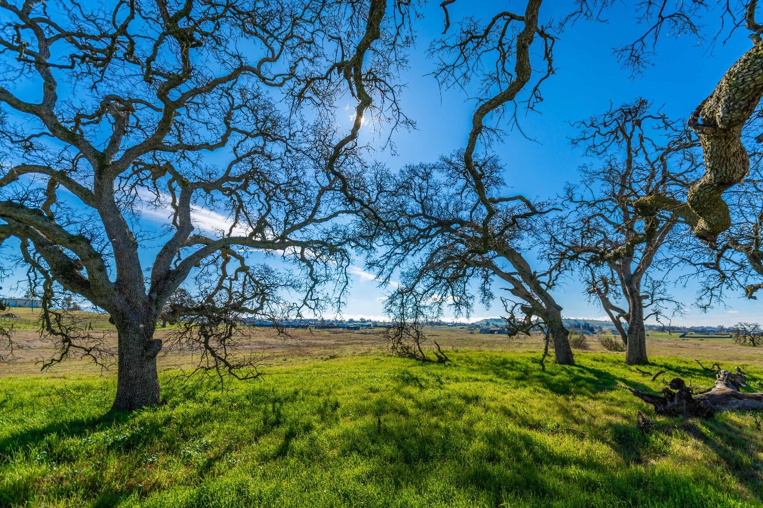 Duck Creek Road, Ione, California image 7