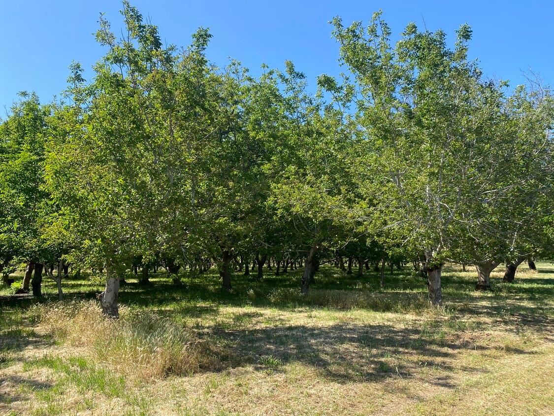 Saron Fruit Colony Road, Red Bluff, California image 16