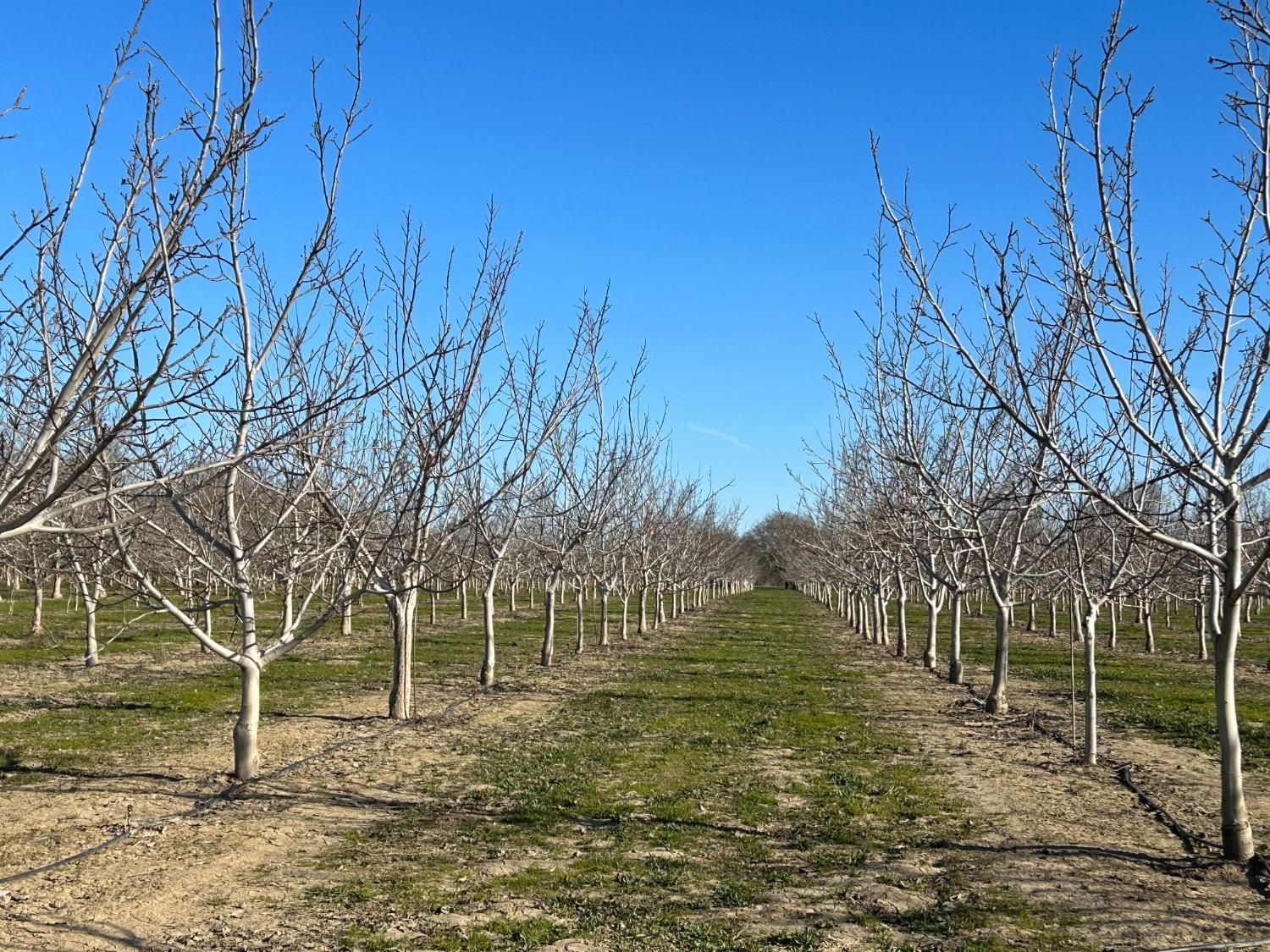 River Road, Colusa, California image 1