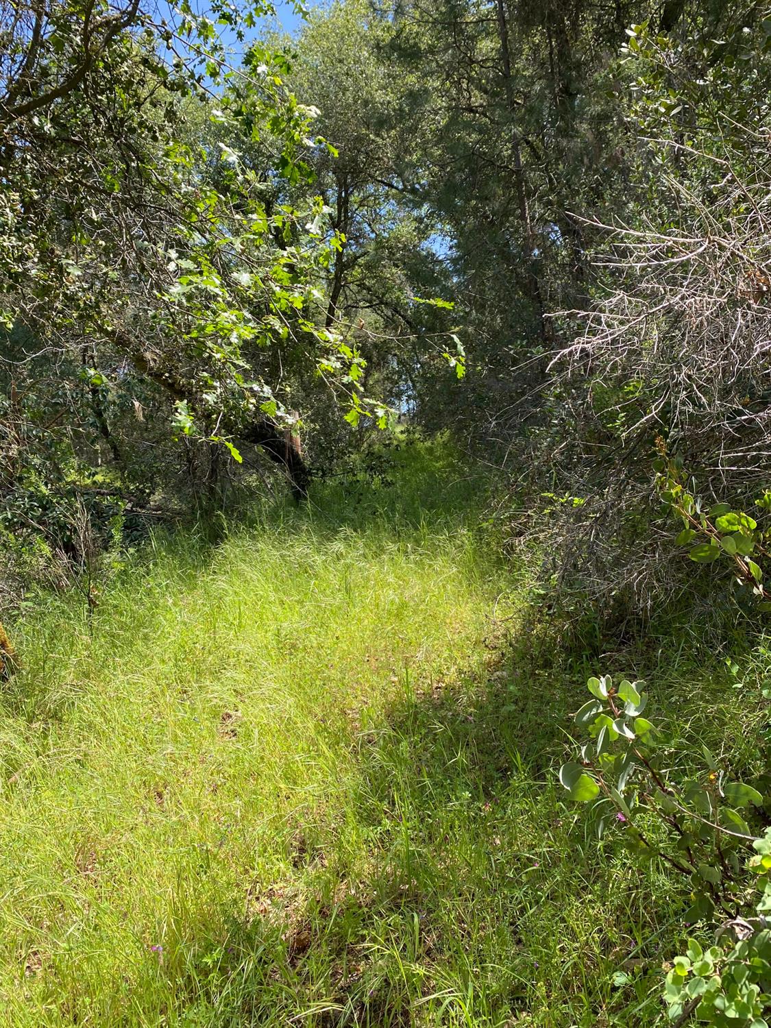 Tiger Lily Road, Pilot Hill, California image 17