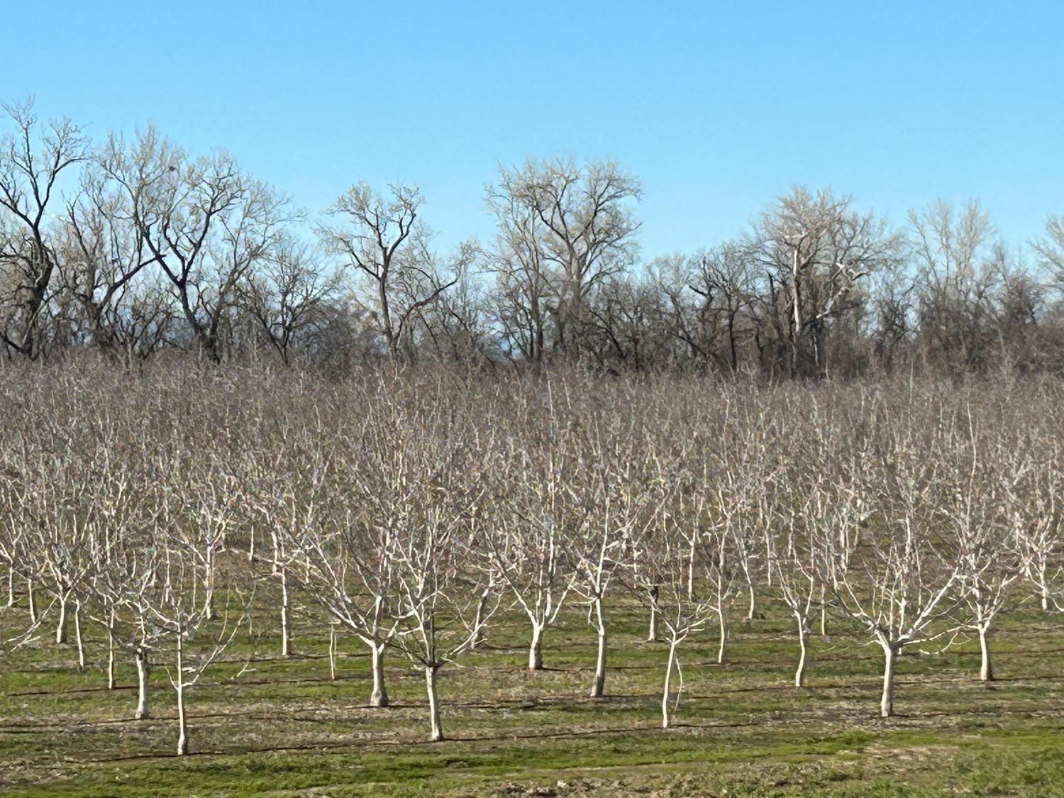 River Road, Colusa, California image 2