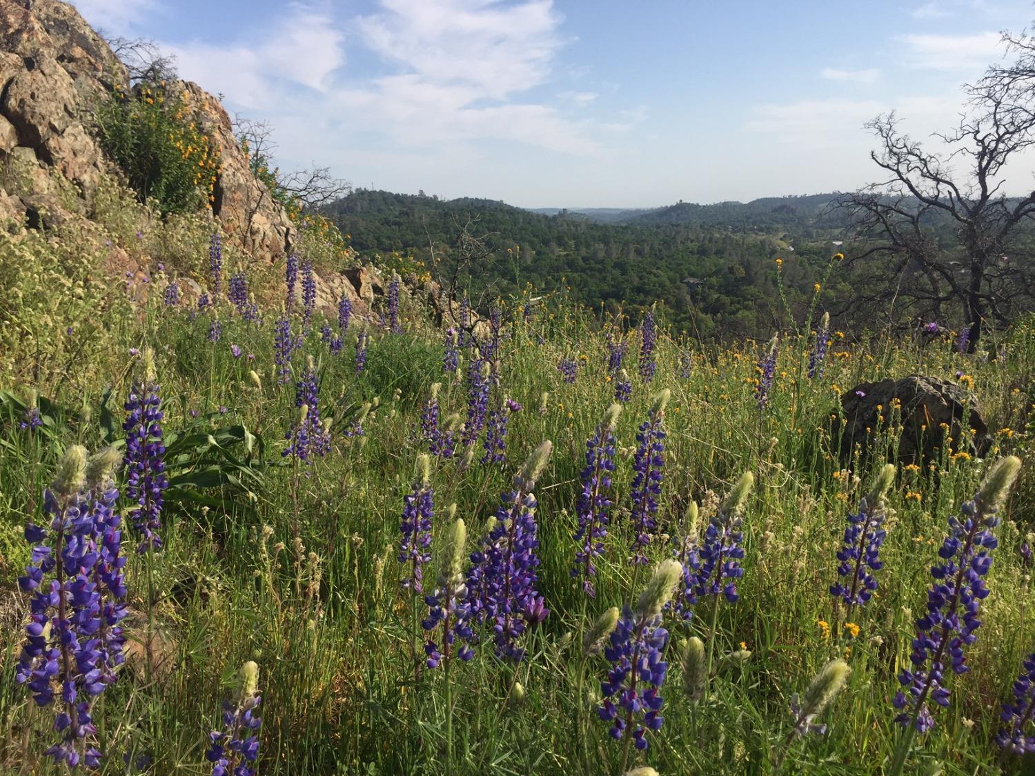 Wades Way, Browns Valley, California image 5