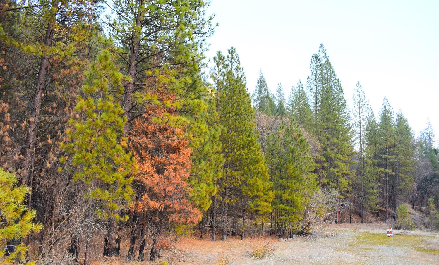 Hwy 70, Twain, California image 3