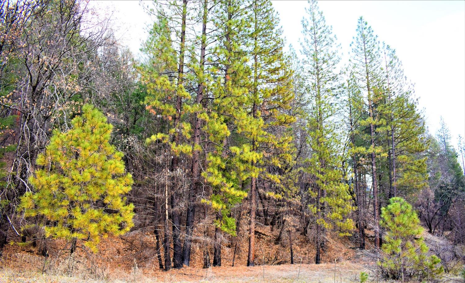 Hwy 70, Twain, California image 8