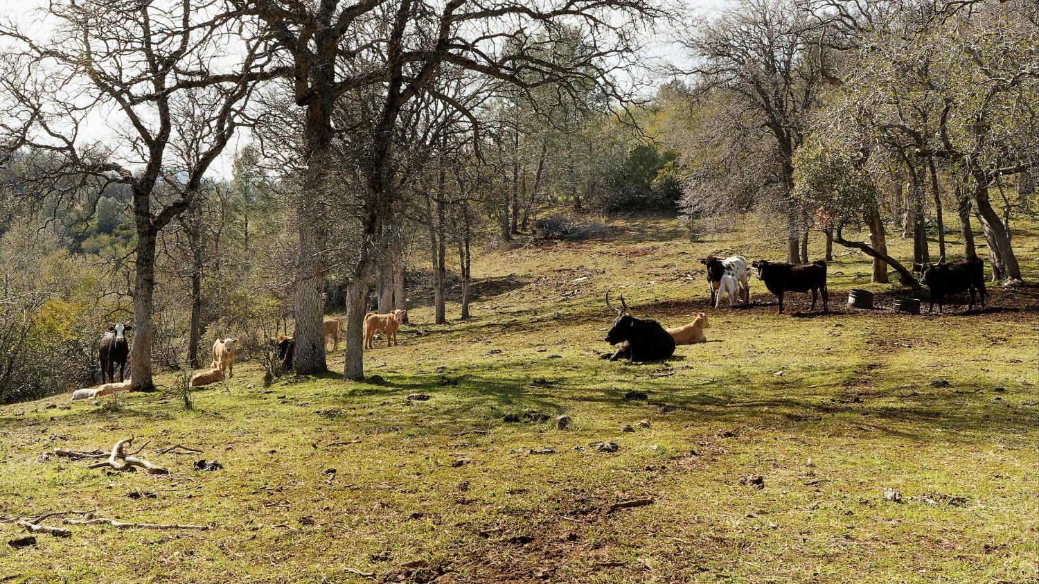 Cocoran Grey Road, Groveland, California image 50