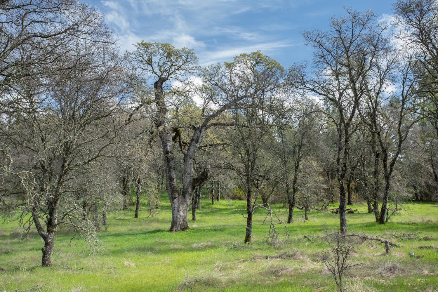 Simone Court, Browns Valley, California image 3