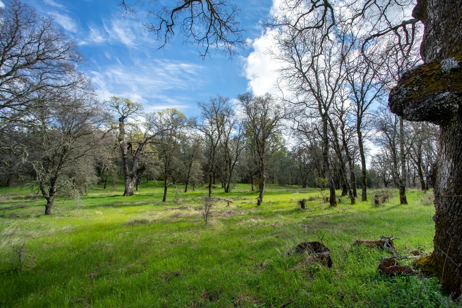 Simone Court, Browns Valley, California image 4