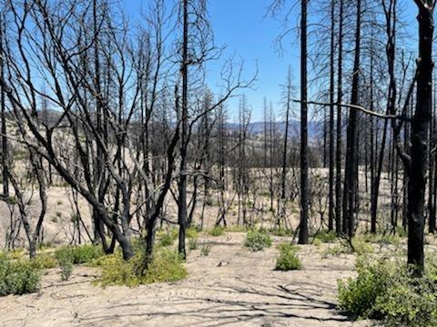 Photo of Indian Cemetery Rd in Berry Creek, CA