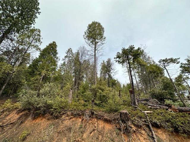 Mountain Misery Road, Twain Harte, California image 5