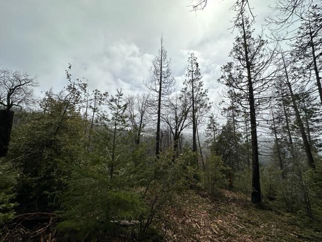 Mountain Misery Road, Twain Harte, California image 2