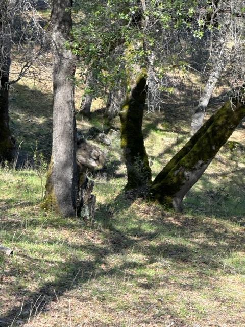 Photo of 6271 Arch Ln in Placerville, CA