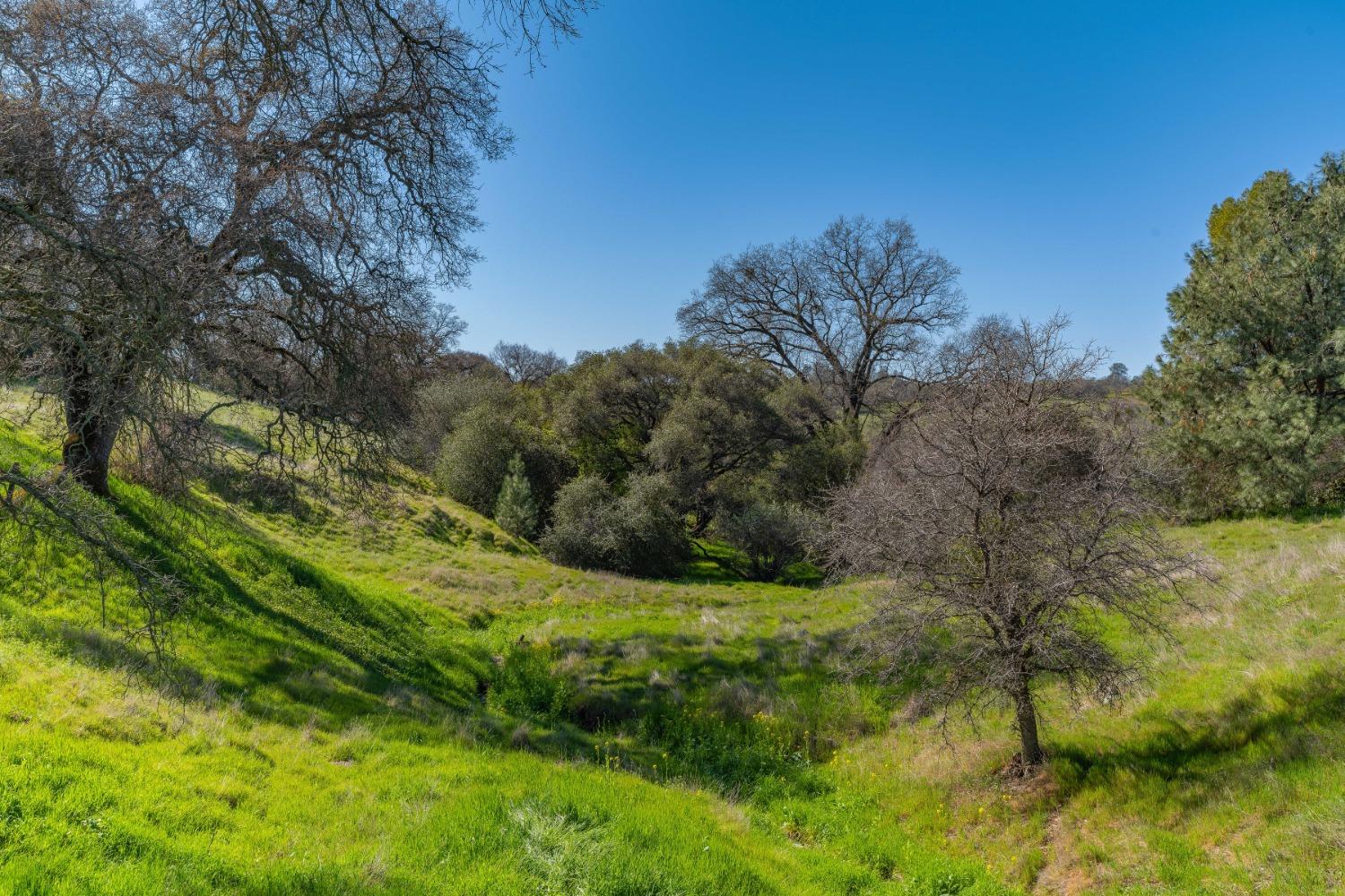 Photo of New Chicago in Drytown, CA
