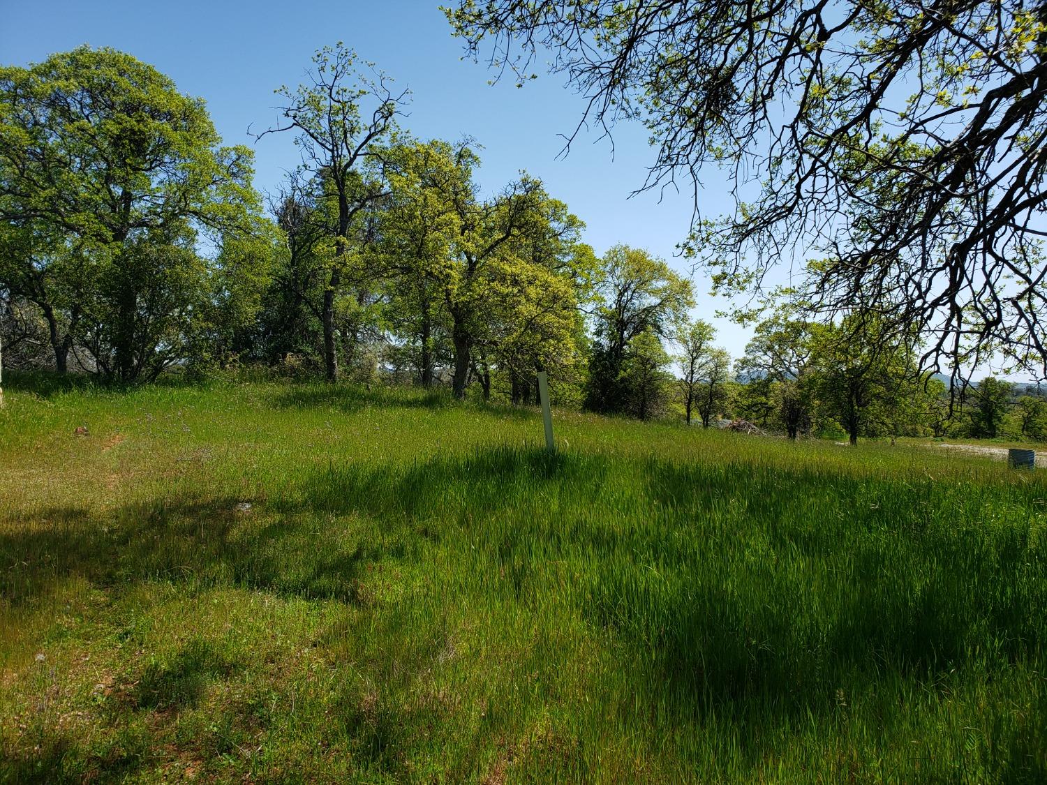 Chicharra Way, Coulterville, California image 9