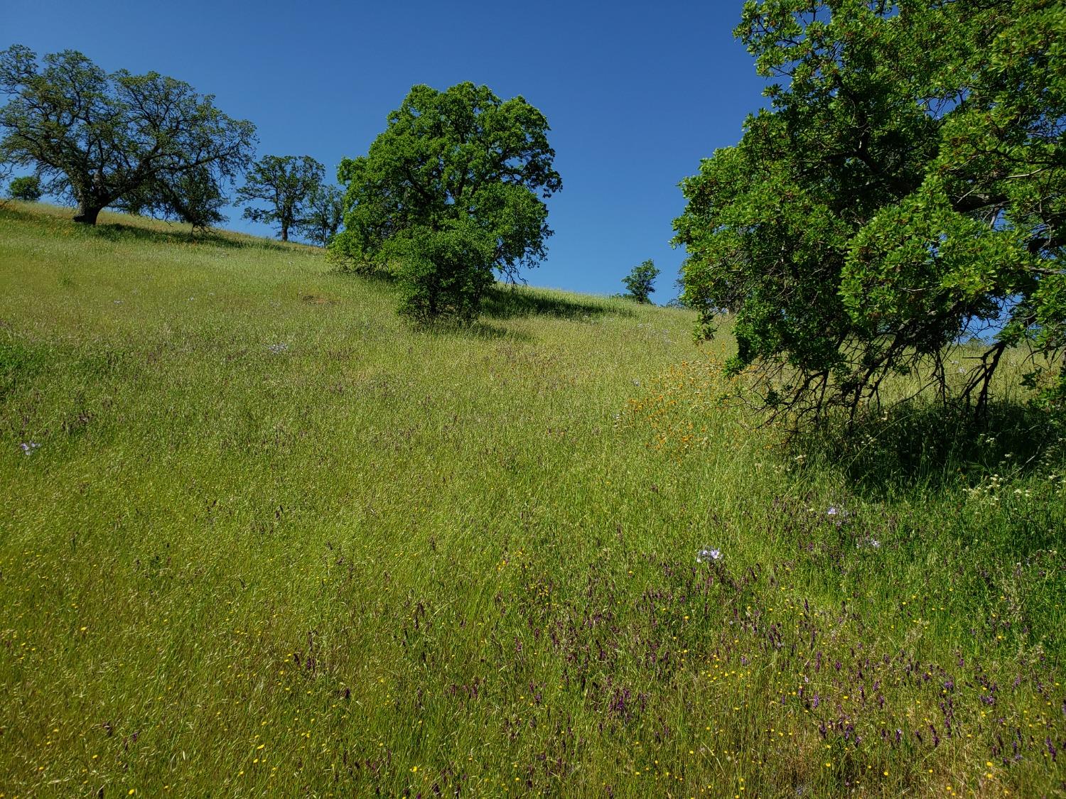 Mirasol Way, La Grange, California image 2
