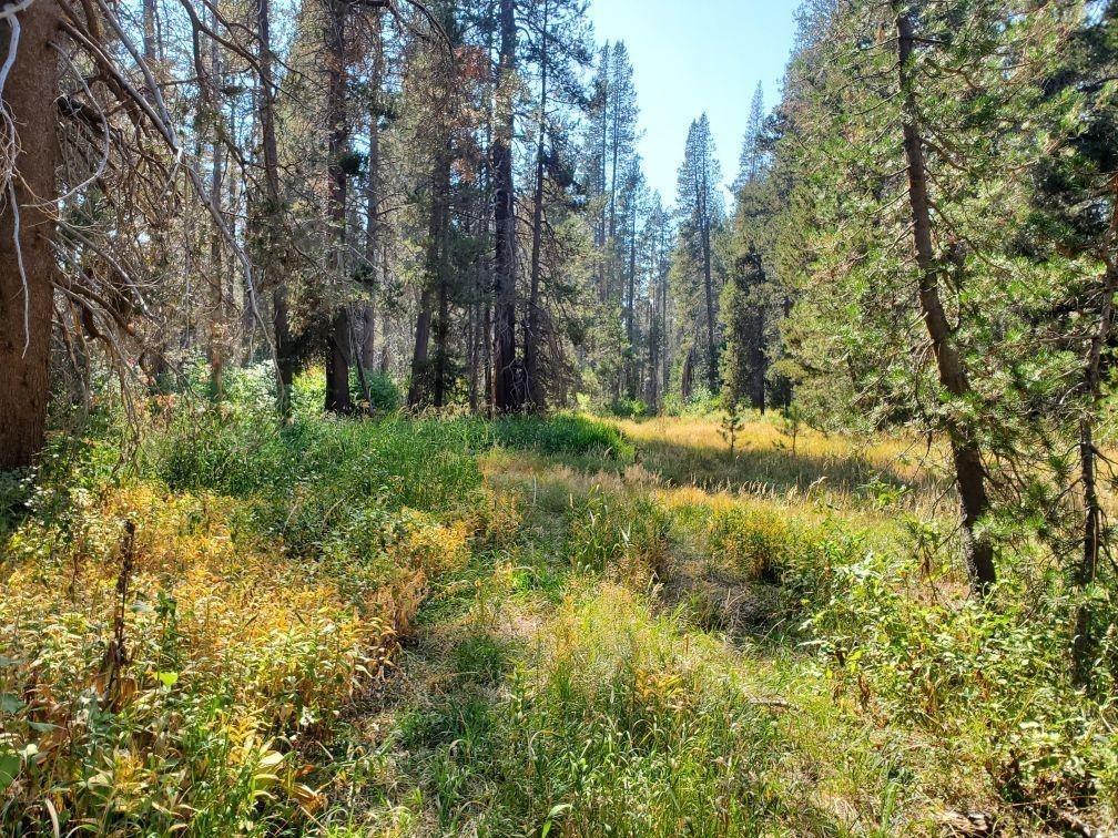 Conifer Drive, Soda Springs, California image 1