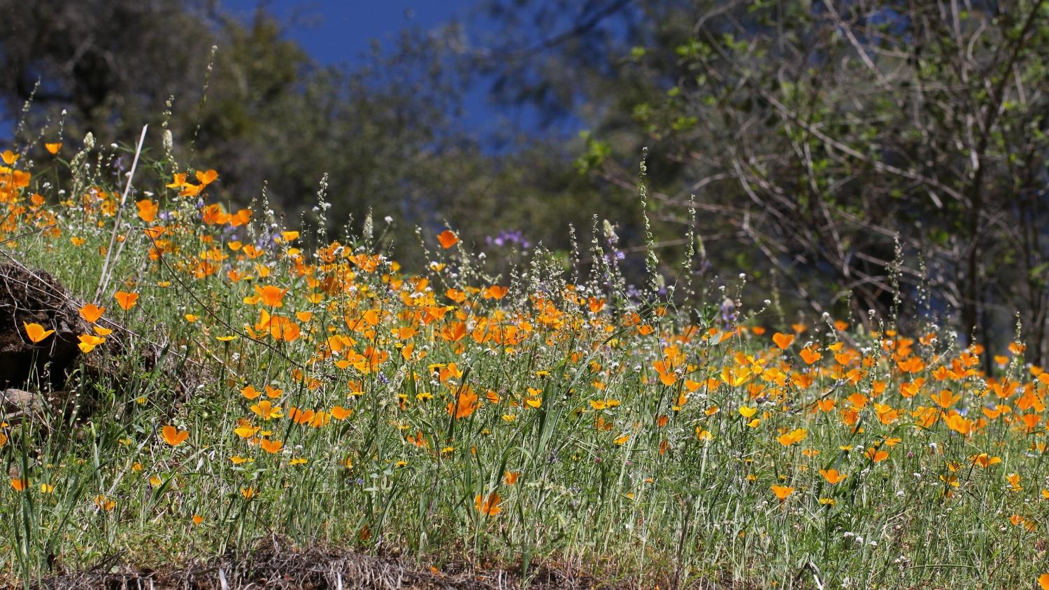 TBD Blacks Creek Road, Coulterville, California image 7