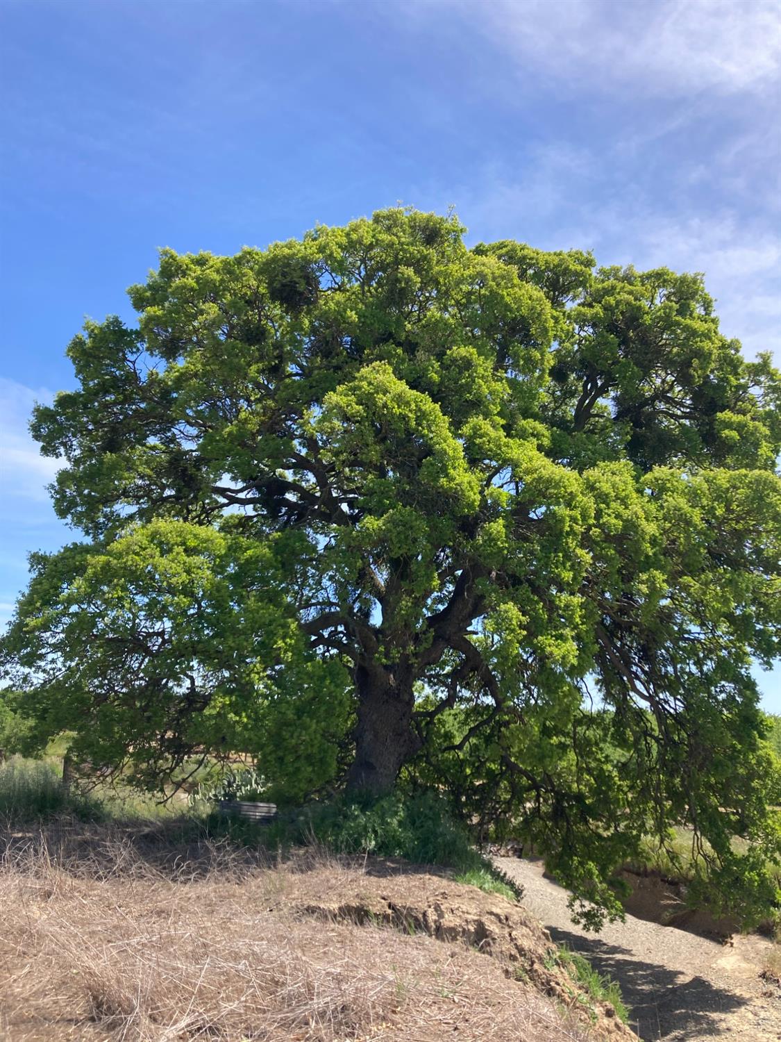 85a, Dunnigan, California image 34