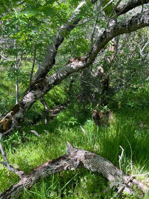 Apache Ranch Road, Ahwahnee, California image 11