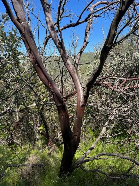 Apache Ranch Road, Ahwahnee, California image 9