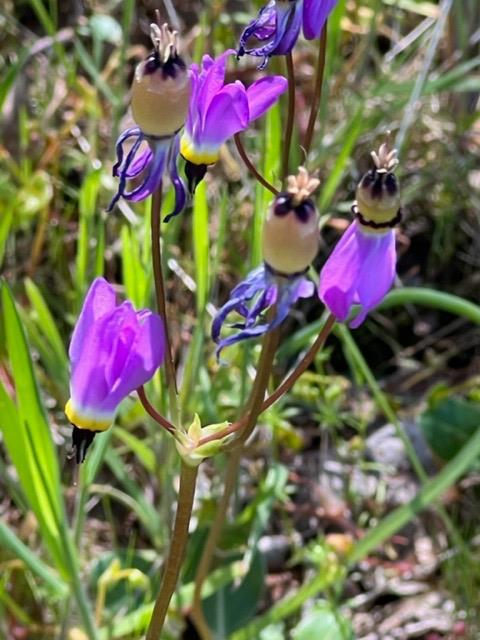 Apache Ranch Road, Ahwahnee, California image 6