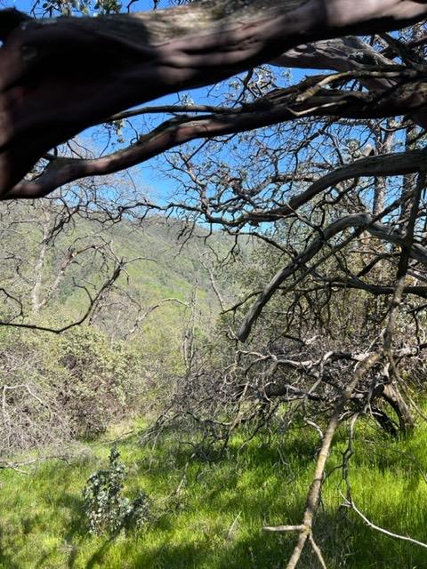 Apache Ranch Road, Ahwahnee, California image 12