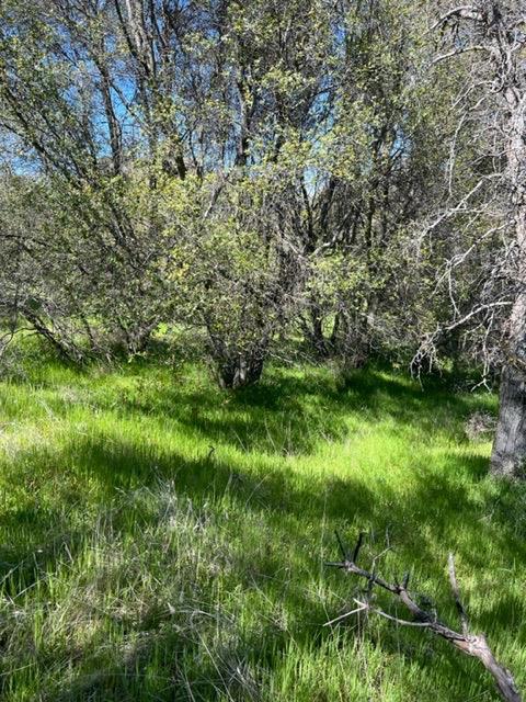 Apache Ranch Road, Ahwahnee, California image 14