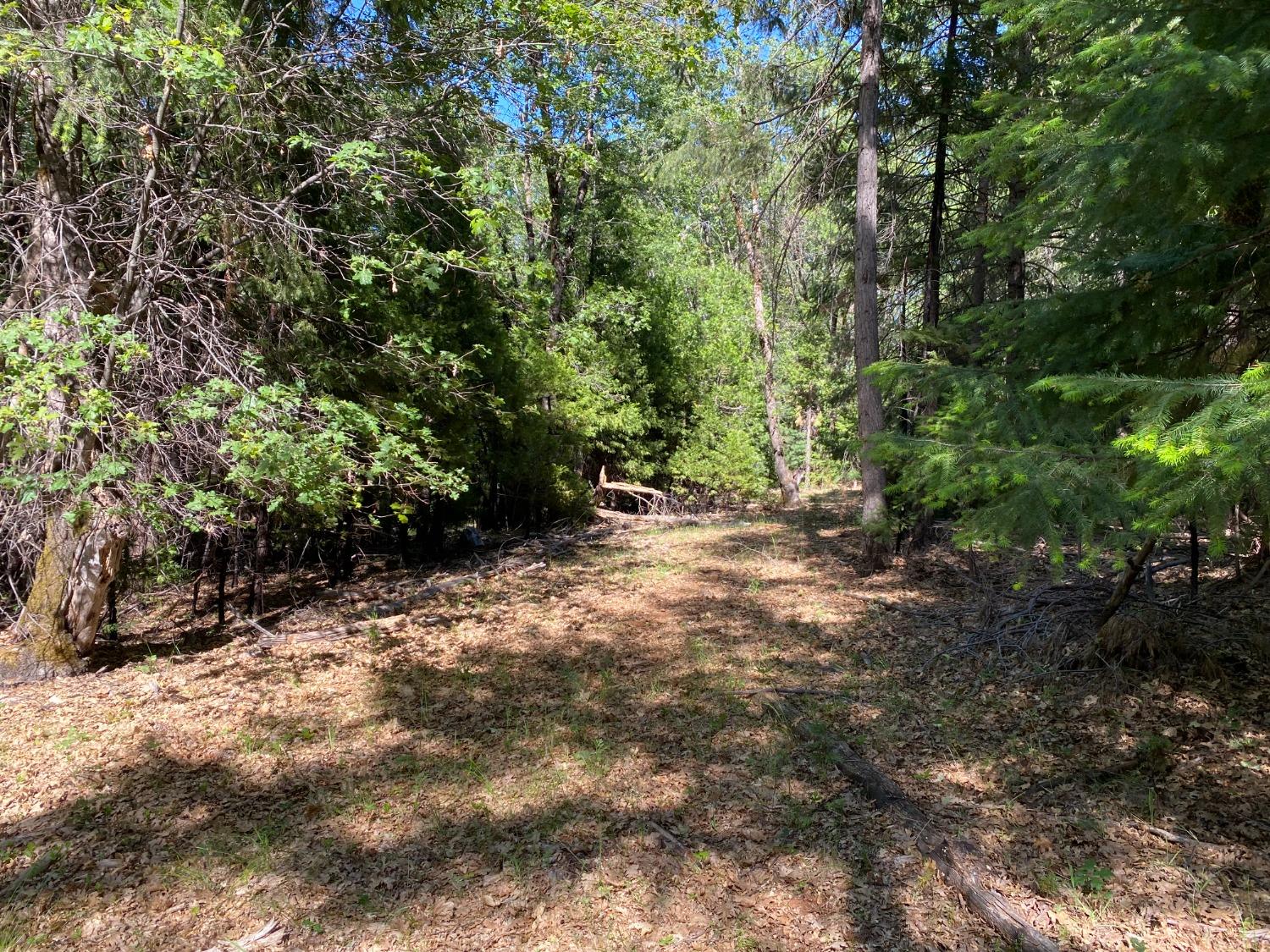 Blackberry Trail, Grass Valley, California image 2