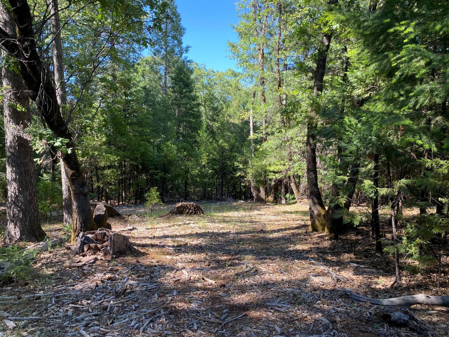 Blackberry Trail, Grass Valley, California image 3