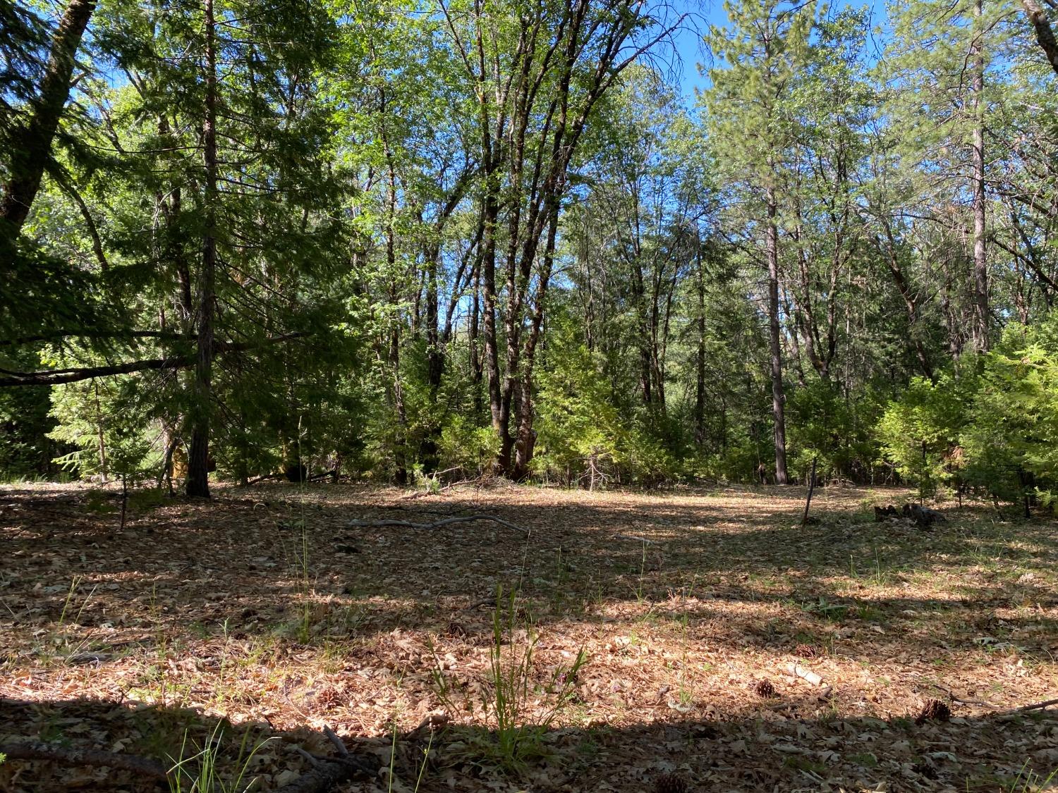 Blackberry Trail, Grass Valley, California image 1