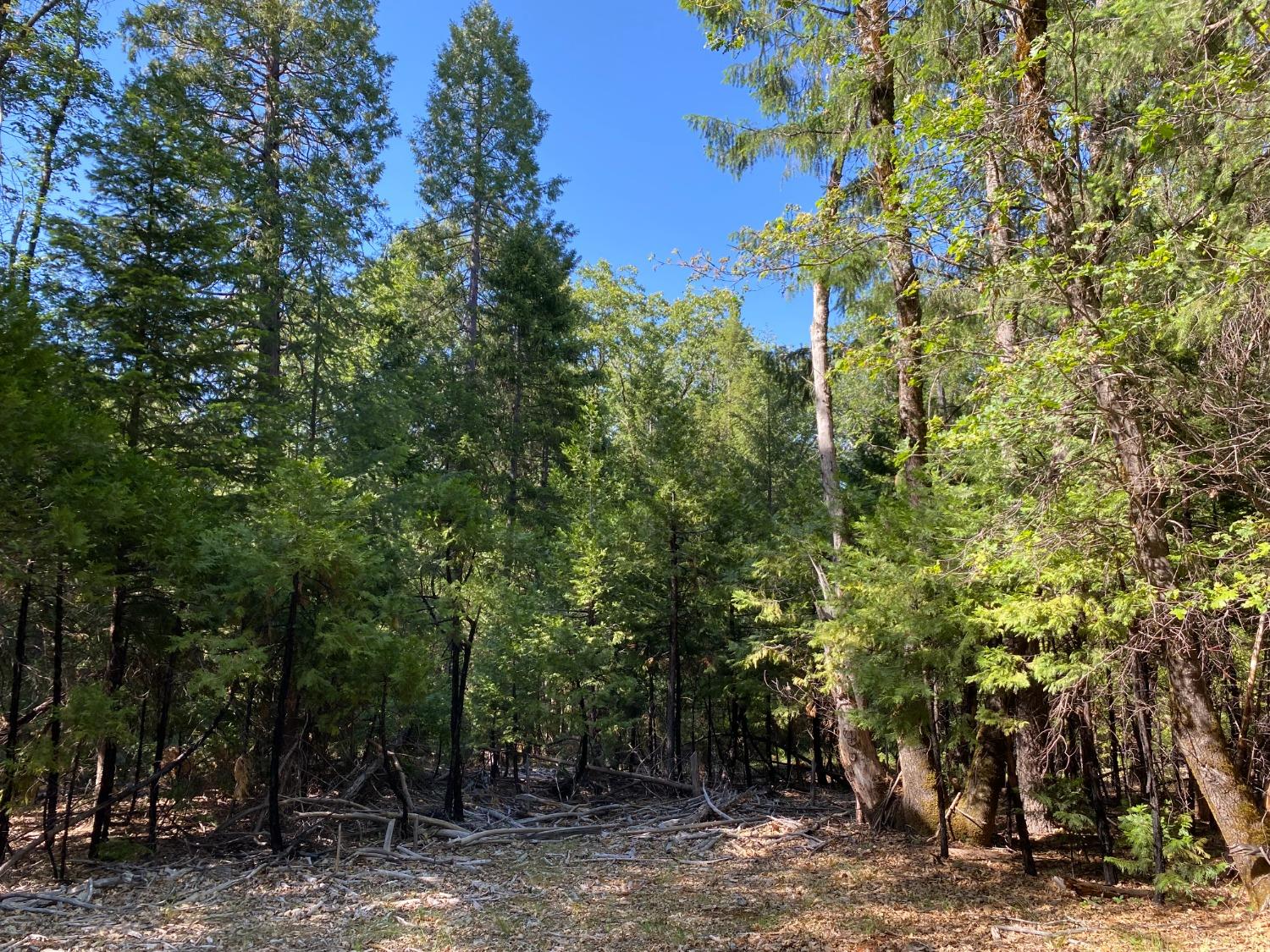 Trio Court, Grass Valley, California image 1