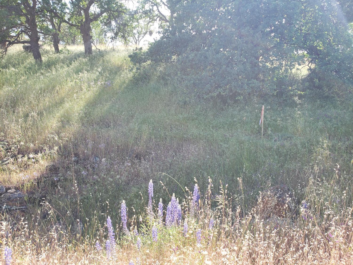 Mirasol Way, La Grange, California image 6
