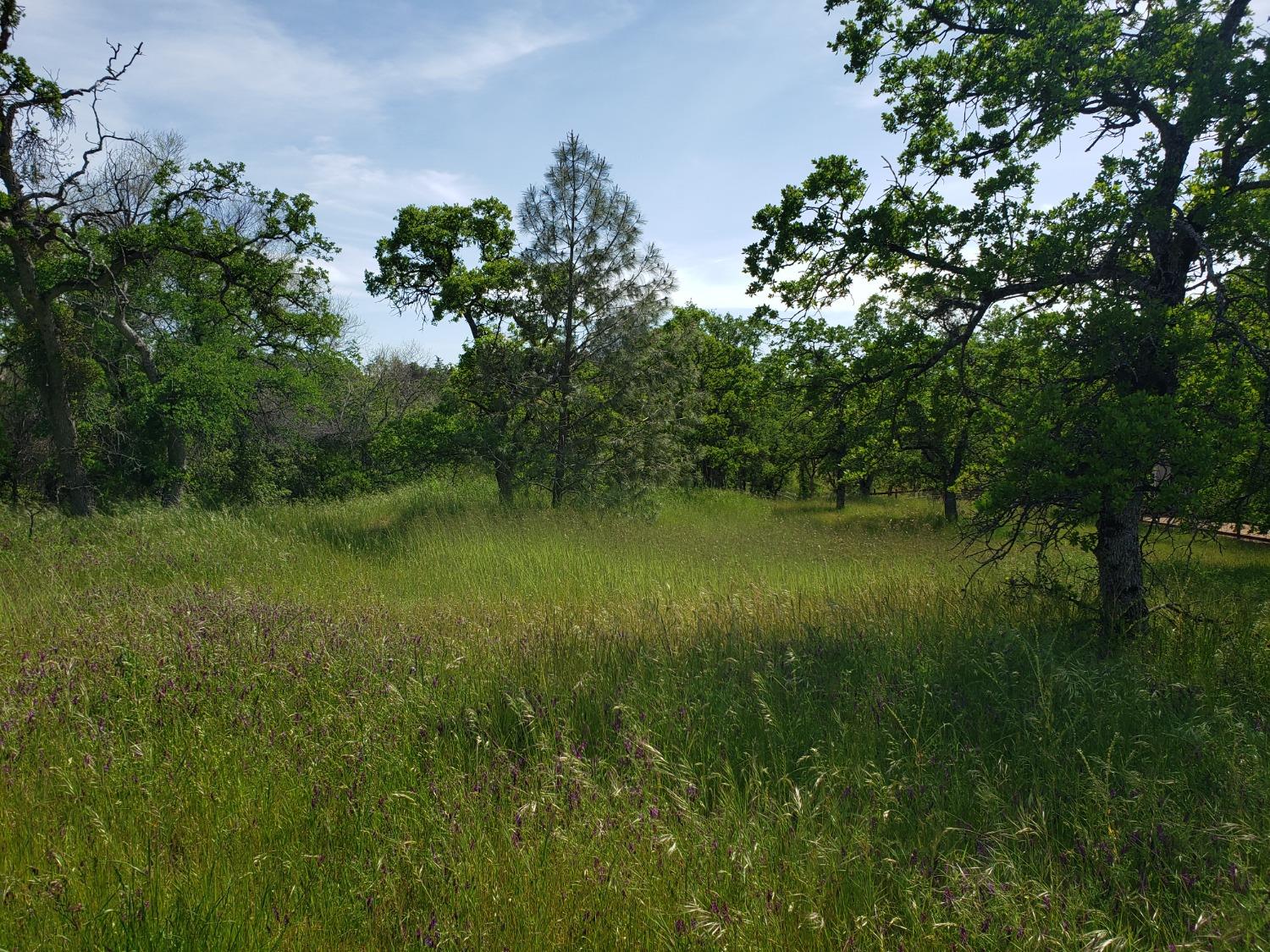 Chicharra Way, Coulterville, California image 11