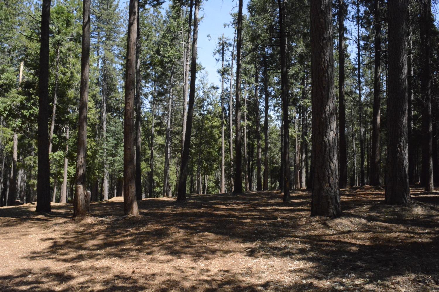 Photo of 2-AC Skylark Ln in Camino, CA