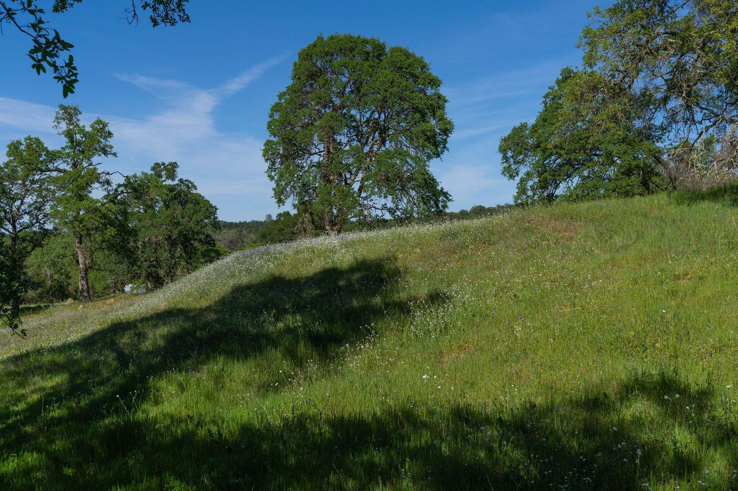 Highway 88, Sutter Creek, California image 19