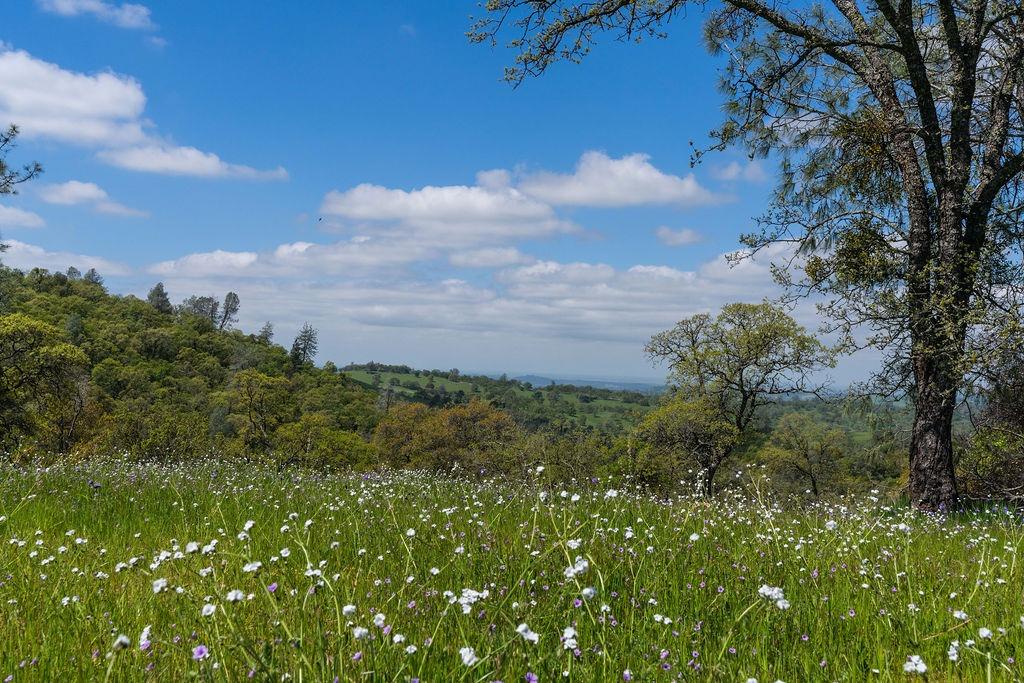 Highway 88, Sutter Creek, California image 11