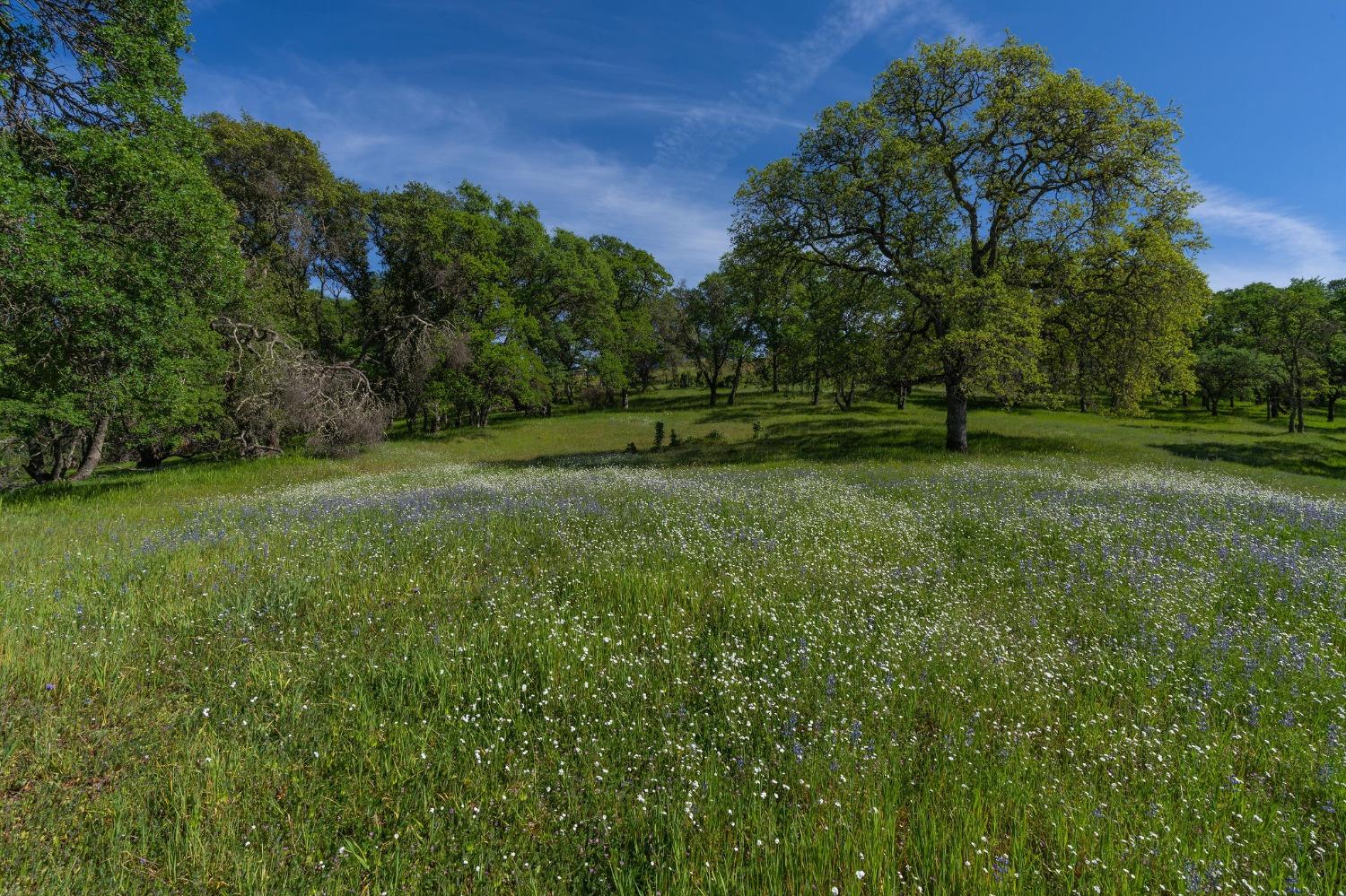 Highway 88, Sutter Creek, California image 8