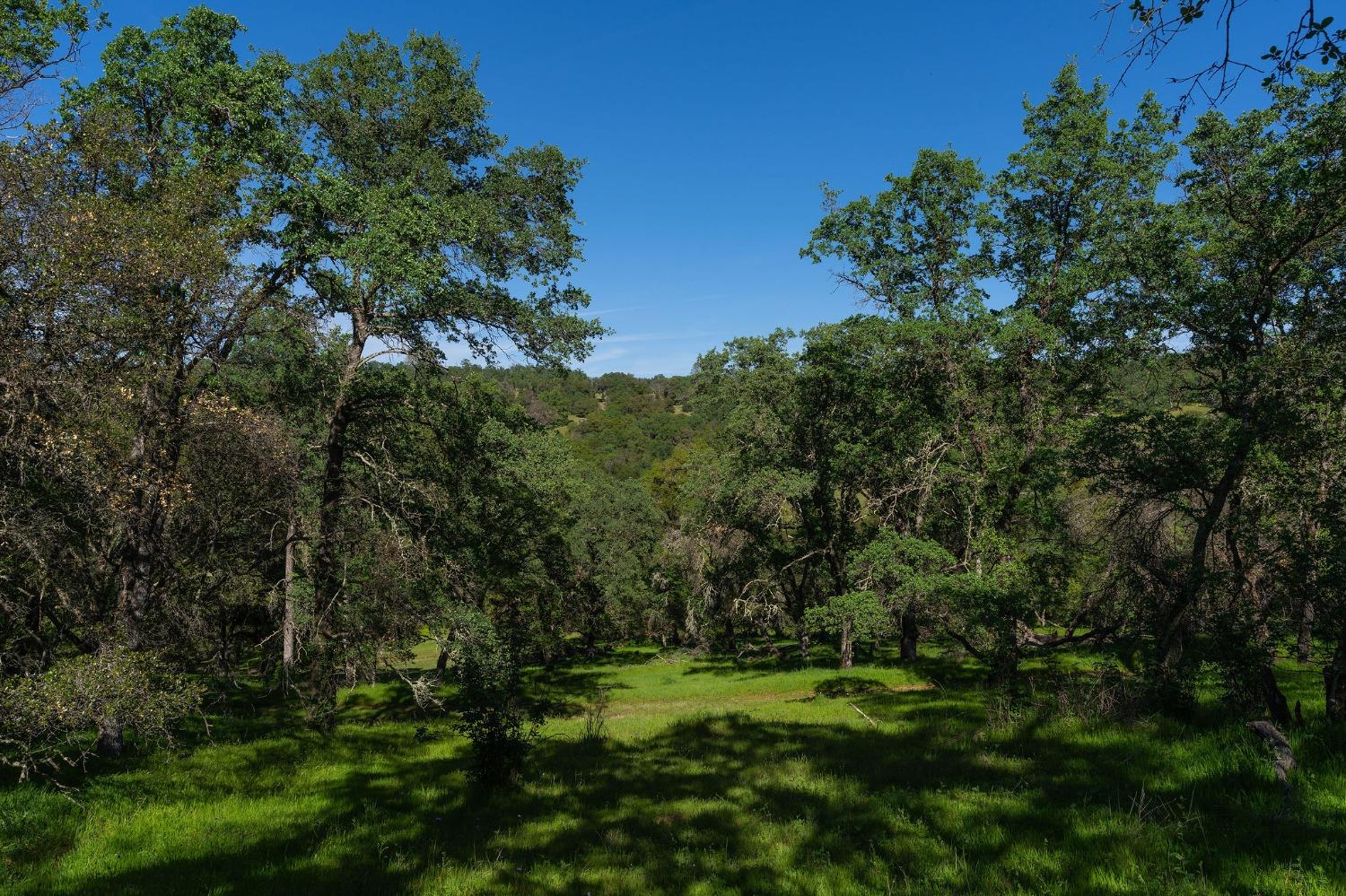 Highway 88, Sutter Creek, California image 31