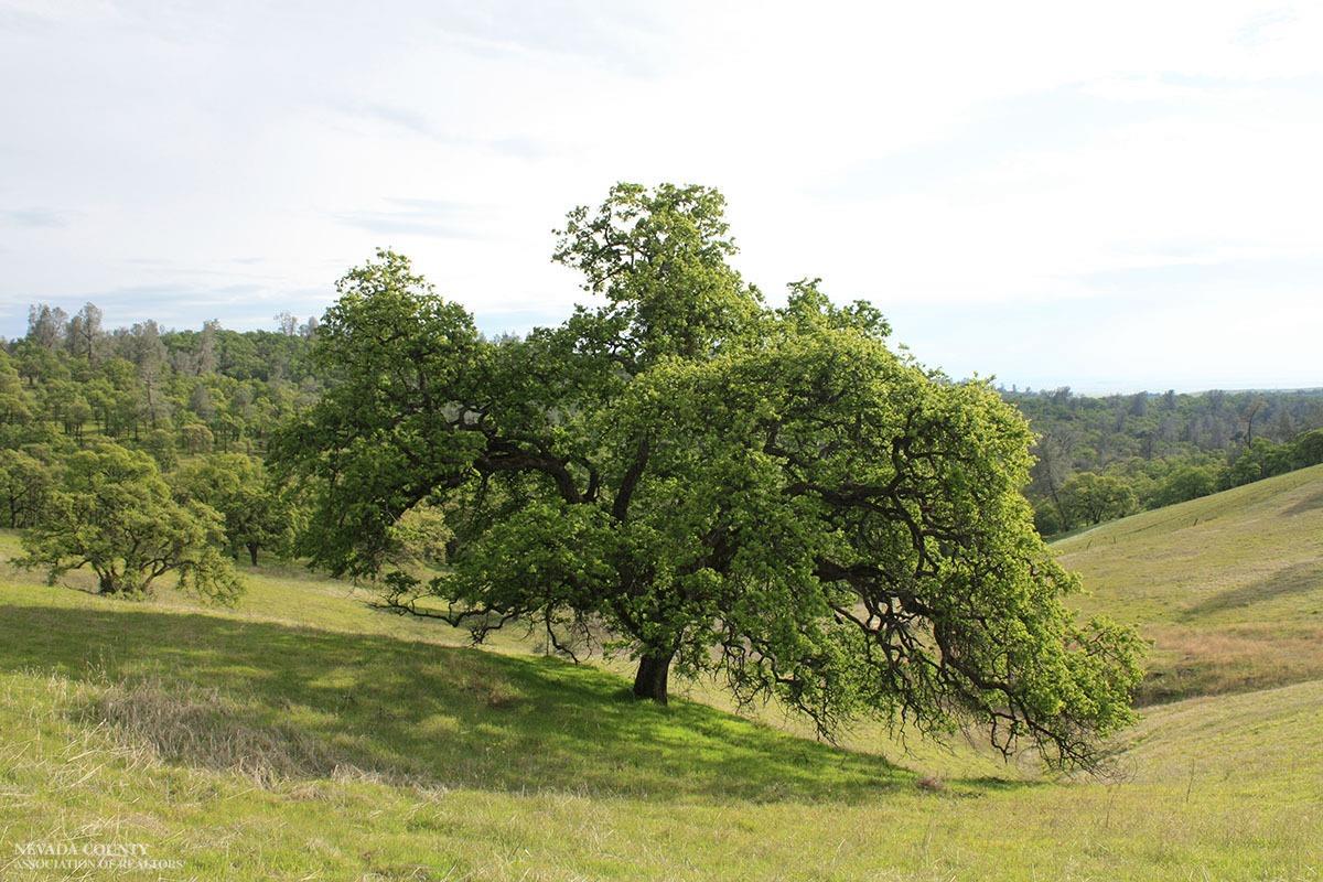 B Riverview Terrace, Smartsville, California image 5