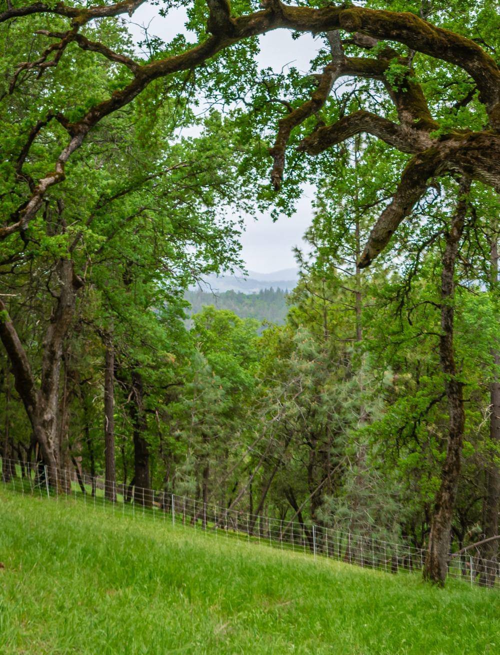 Pikes Peak Circle, Garden Valley, California image 7