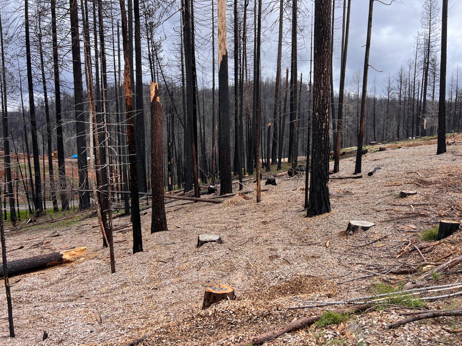 Photo of 5290 Golden Aspen in Grizzly Flats, CA