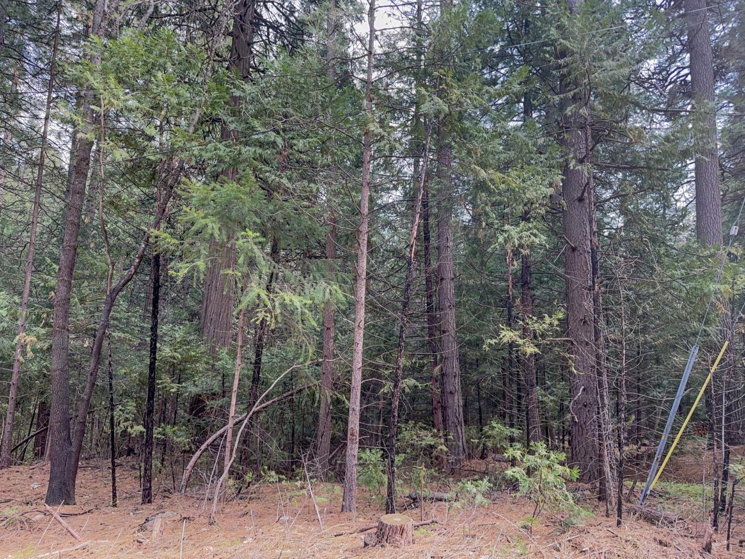 Photo of 6134 Kokanee Ln in Pollock Pines, CA