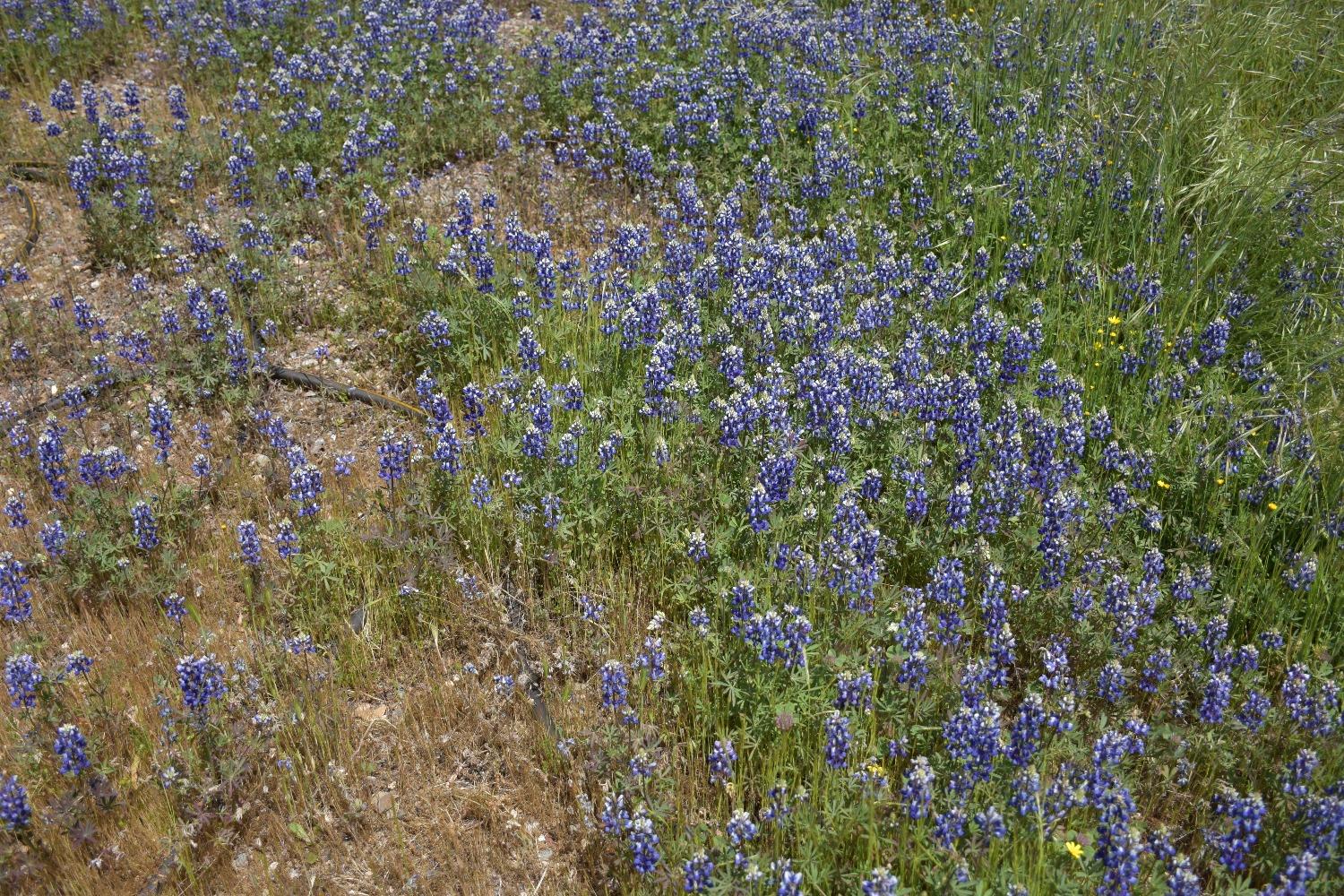 Old River Road, Fiddletown, California image 6