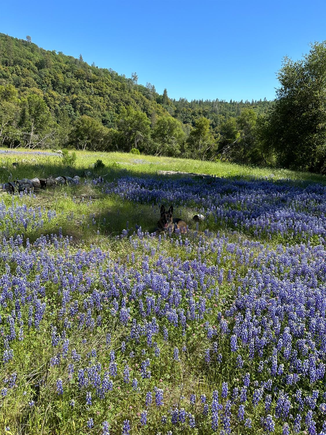 Meadow Lark Lane, Sutter Creek, California image 7