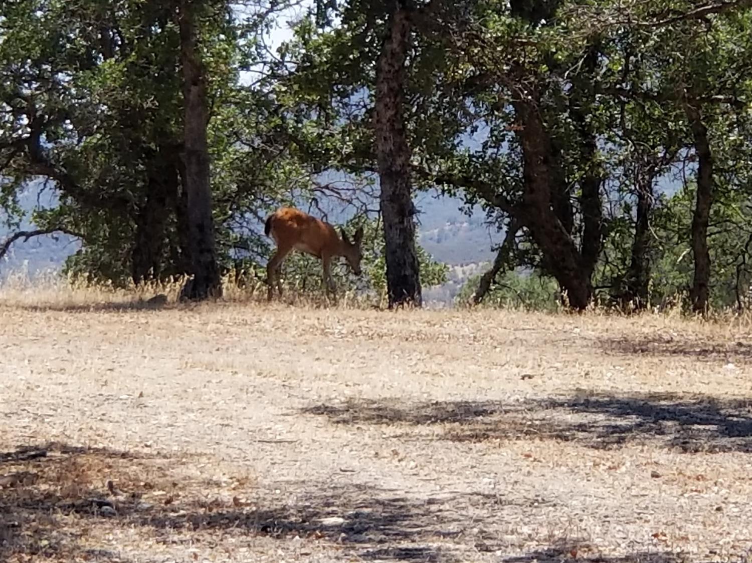 235 Ponderosa, Stonyford, California image 8