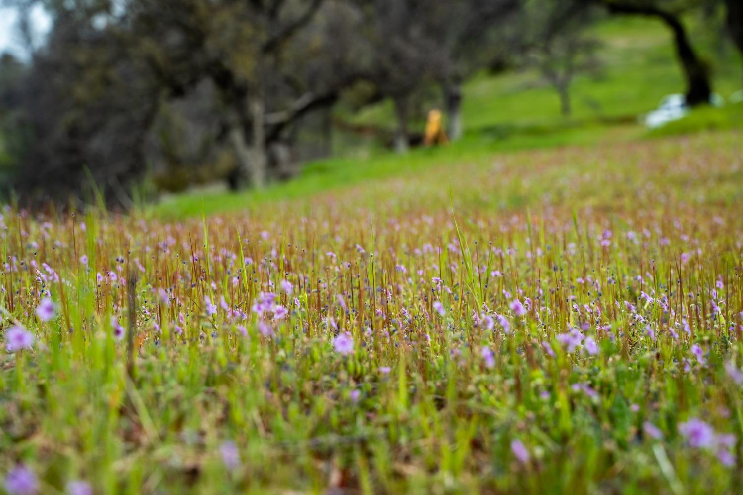 Mayberry Road, Berry Creek, California image 8