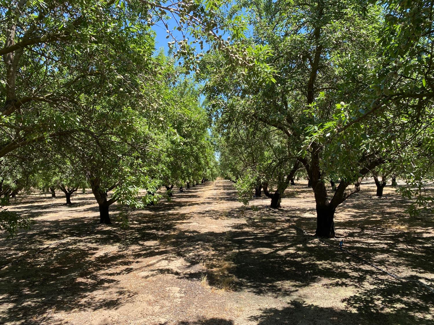 Pioneer Road, Hughson, California image 6