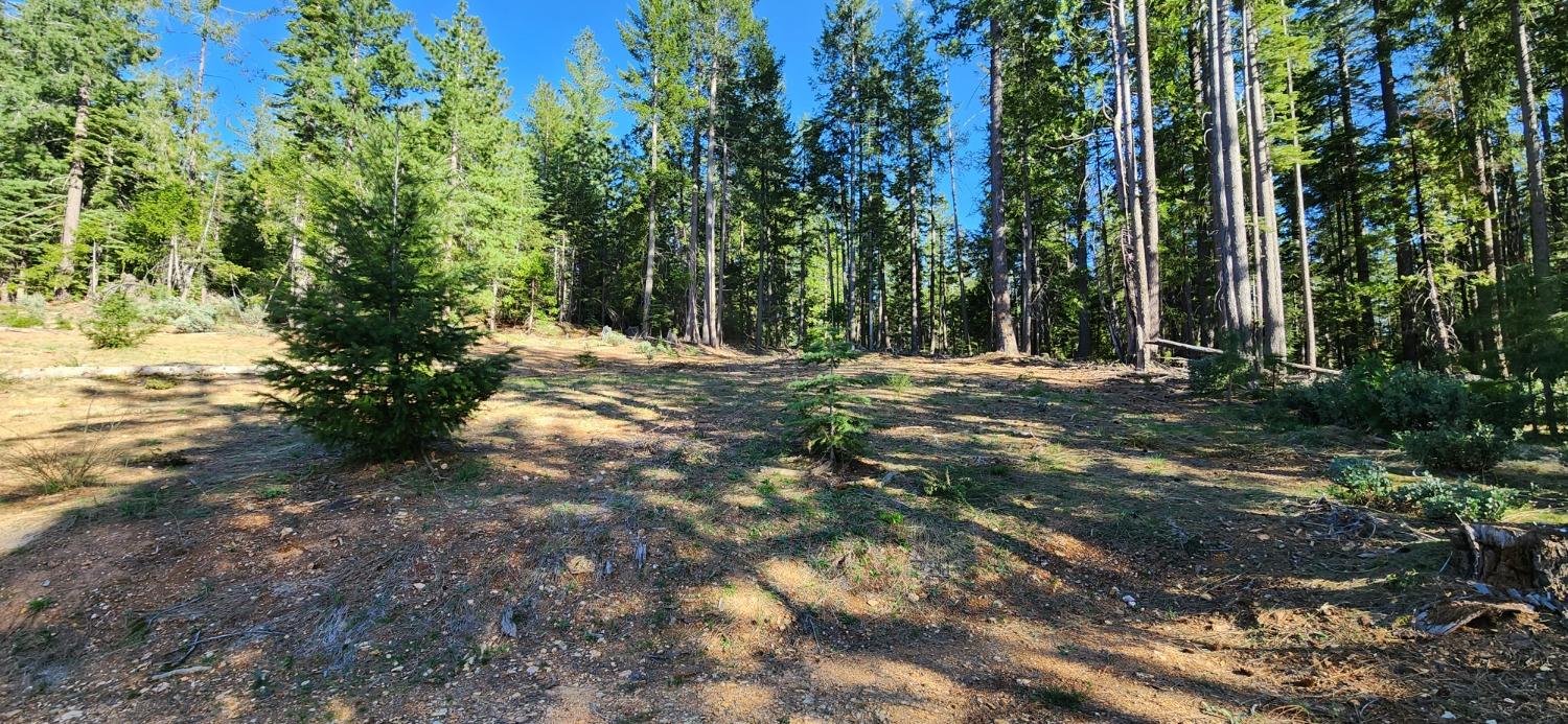 Detail Gallery Image 14 of 21 For 18286 Gaston Rd, Nevada City,  CA 95959 - – Beds | – Baths