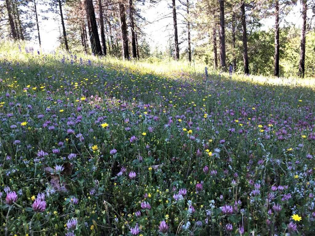 Jesus Maria Rd, Mokelumne Hill, California image 18