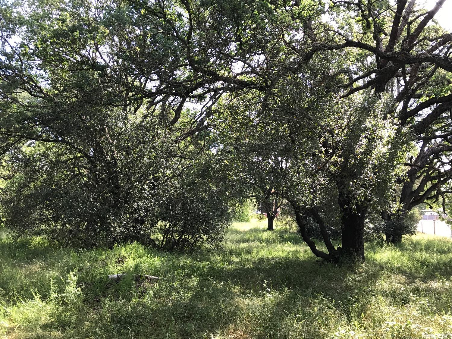 Oak Avenue, Citrus Heights, California image 9